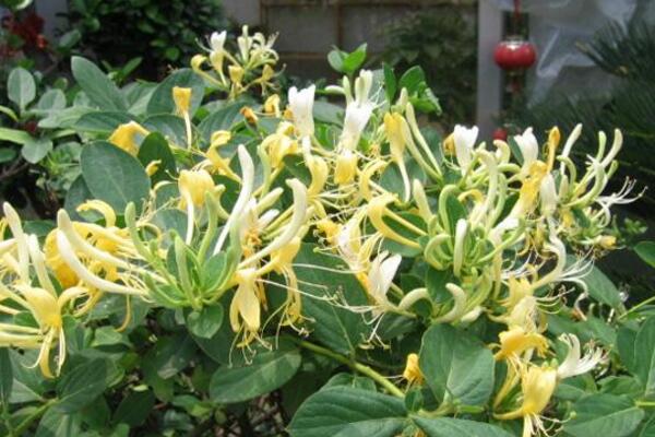 金銀花施肥方法大全，金銀花四季施肥要點(diǎn)