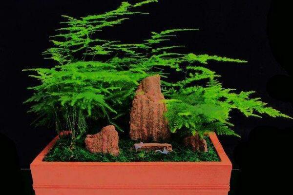 文竹為什么要用茶水澆，有利于它的生長但要注意用法