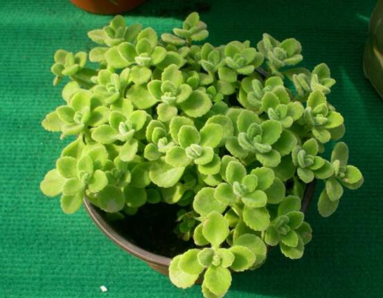 碰碰香扦插方法，教你六點步驟扦插爆盆