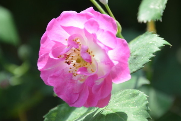 薔薇花春天開(kāi)還是夏天開(kāi)