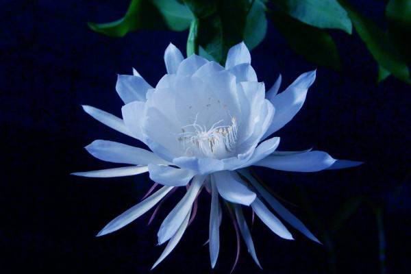 瓊花和曇花的區(qū)別