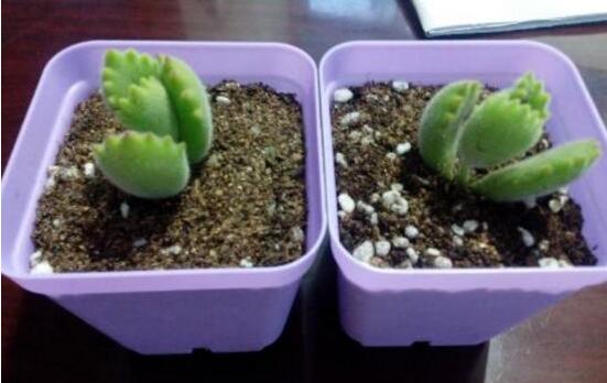 熊童子扦插技巧，五個(gè)簡單小步驟一學(xué)就會