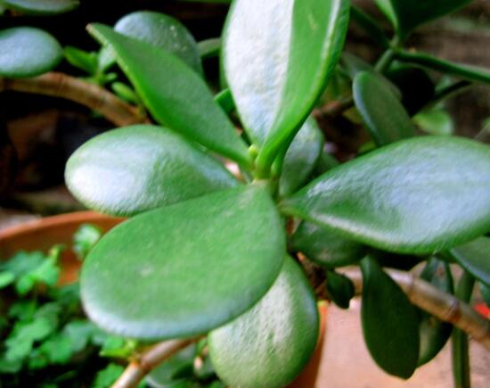 燕子掌的養(yǎng)殖方法和注意事項，老農(nóng)總結(jié)最實用八大養(yǎng)殖技巧