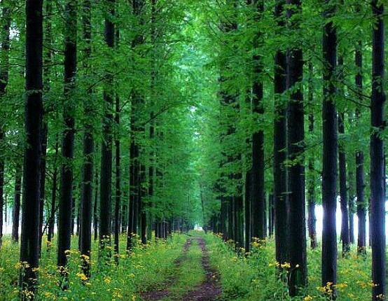 水杉與紅豆杉的區(qū)別，教你三種區(qū)別方法(葉子/果子/習(xí)性)