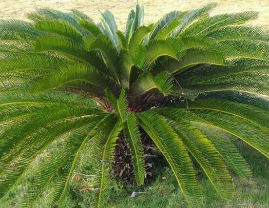 鐵樹開花的征兆，預(yù)示生活美滿、大吉大利