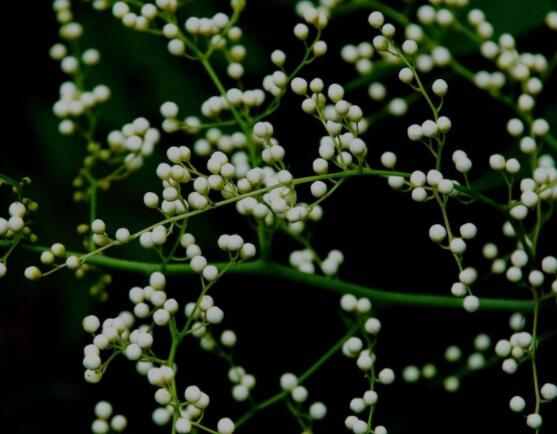 六月雪養(yǎng)殖技術(shù)，老農(nóng)總結(jié)六點必要養(yǎng)護方法(枝葉翠綠)