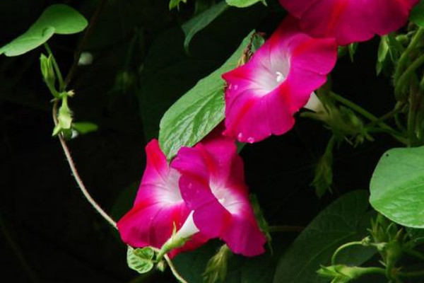 牽?；槭裁粗形绮荒軡菜? src="/nongchan/d/file/20201223/e3dsflonkz3.jpg" / data-xh0S="nuETOb"></p>
<p data-jzf5="Tmh1eO">
	不能在中午的時(shí)候給牽?；菜且?yàn)橹形绲臏囟缺容^高，此時(shí)土壤的溫度也很高，如果澆水的話，土壤就會(huì)過于濕熱，這樣容易導(dǎo)致它的根系被灼傷，所以我們一般最好在早晚的時(shí)候?yàn)槠錆菜?/p>
<p data-Dz1i="sFoHbd">
	<strong data-0wBC="0ZMmic">2、澆水方法</strong></p>
<p data-rJjA="WuzovX">
	<img alt=