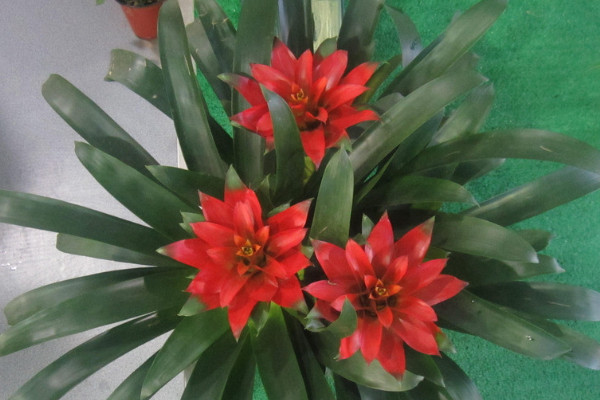 鴻運當(dāng)頭那個紅色是花還是葉