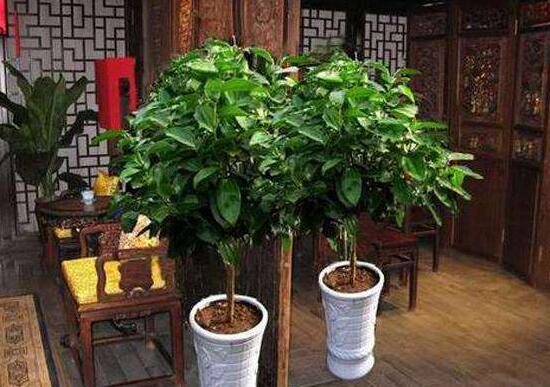 平安樹怎么養(yǎng)才茂盛，平安樹的養(yǎng)殖方法