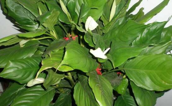 萬年青種類有哪些，八種萬年青種類概述