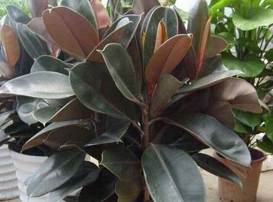 橡皮樹一盆栽幾棵最好，三棵為森八棵為發(fā)（推薦1/3/8/9）