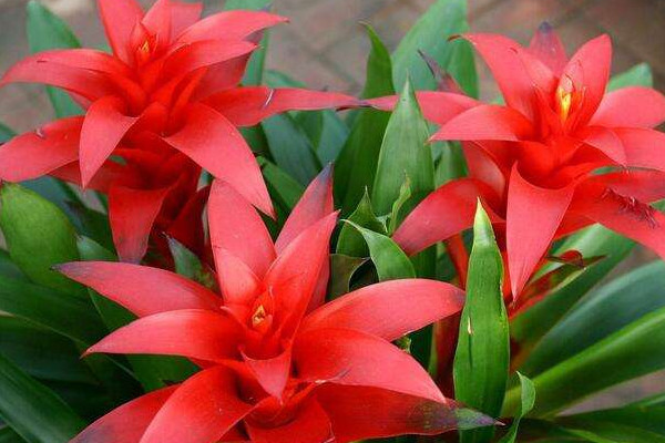 鴻運(yùn)當(dāng)頭小苗沒(méi)根能活嗎