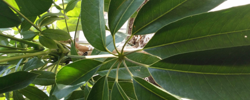 金錢樹和發(fā)財樹哪個好養(yǎng)