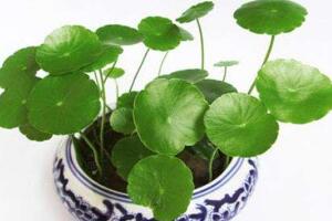 銅錢草有毒嗎，銅錢草可以放在臥室嗎
