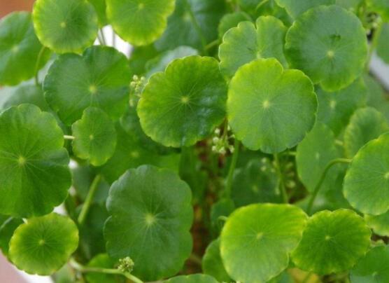 銅錢草放在臥室好嗎，寓意著家有銅錢、財(cái)源滾滾