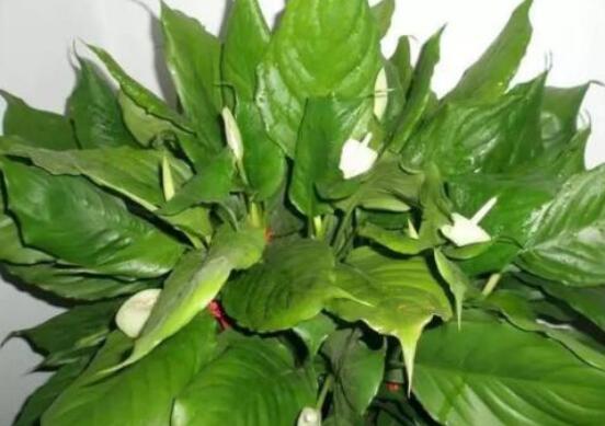 萬年青開花代表什么，富貴吉祥,健康長壽