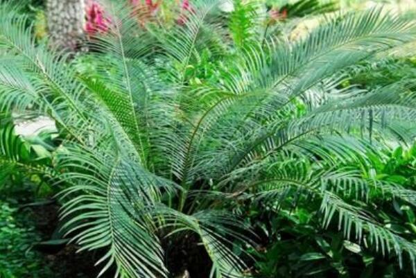 蘇鐵葉子發(fā)黃的原因以及解決方法，多是以下五種原因