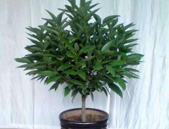 平安樹怎么養(yǎng)才茂盛，平安樹的養(yǎng)殖方法