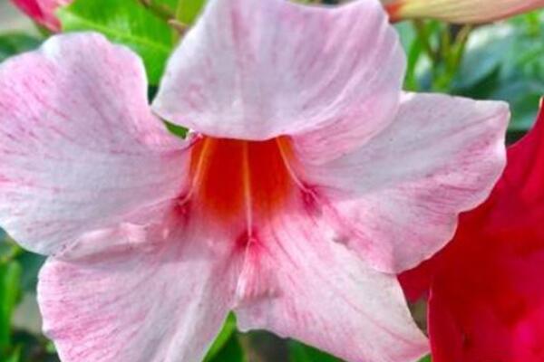 雙喜藤花期后怎么養(yǎng)殖