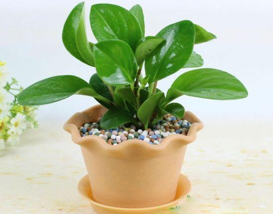 碧玉葉子發(fā)黃怎么辦，教你五步讓它重新恢復生機