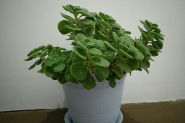 碰碰香有沒(méi)有毒，不僅無(wú)毒還可以食用