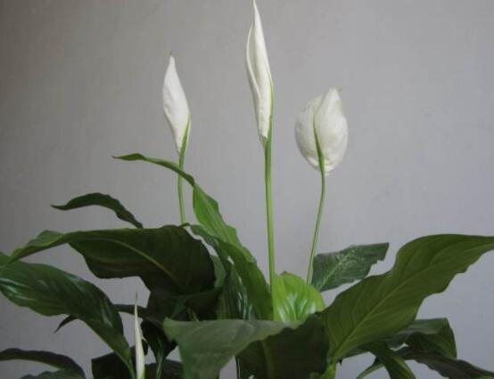 一帆風(fēng)順蔫了怎么補救，四種原因以及補救辦法