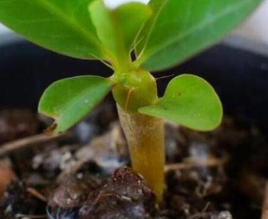 虎刺梅怎么扦插，擇10厘米健壯枝條/做好消毒處理