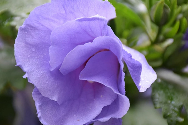 芙蓉花葉子發(fā)白怎么回事