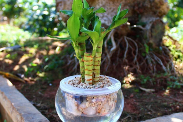 水培富貴竹怎么養(yǎng)才能旺盛，選用干凈清潔的水質(zhì)栽培