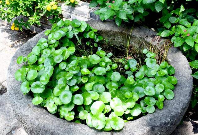 銅錢草怎么吃，這樣做不光好吃還能治病