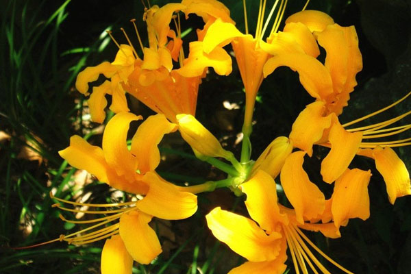 彼岸花的養(yǎng)殖方法和注意事項