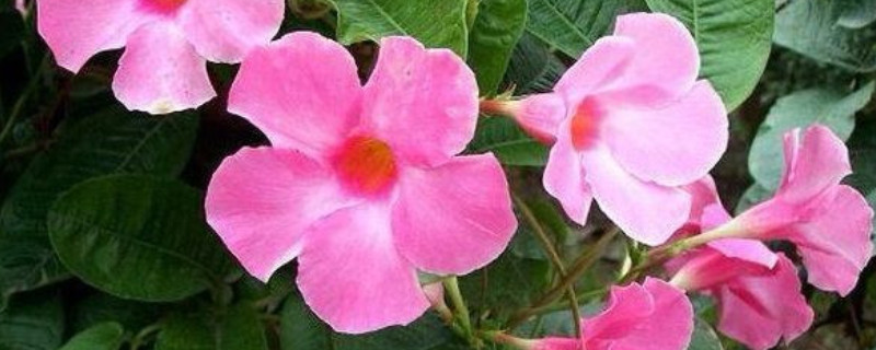 雙喜藤花期后怎么養(yǎng)殖