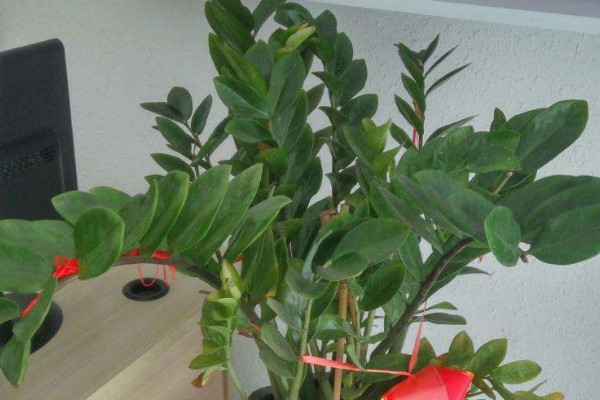 金錢(qián)樹(shù)爛莖救治辦法