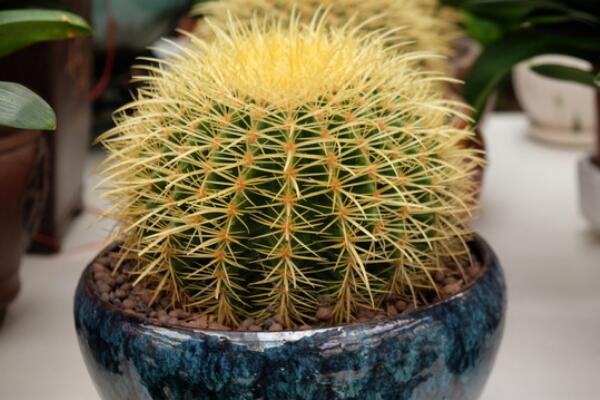 仙人球澆水方法，不同的季節(jié)植株對水分的需求不同