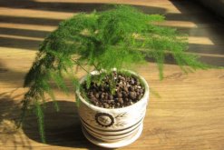 文竹黃葉怎么辦，找到黃葉原因及時(shí)進(jìn)行處理