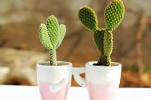 仙人掌防輻射嗎，原來流言都是騙人的