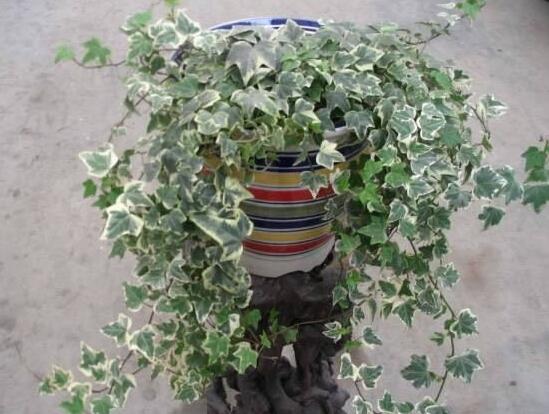 常春藤葉子發(fā)黃的原因有三，讓它重新恢復(fù)生機(jī)