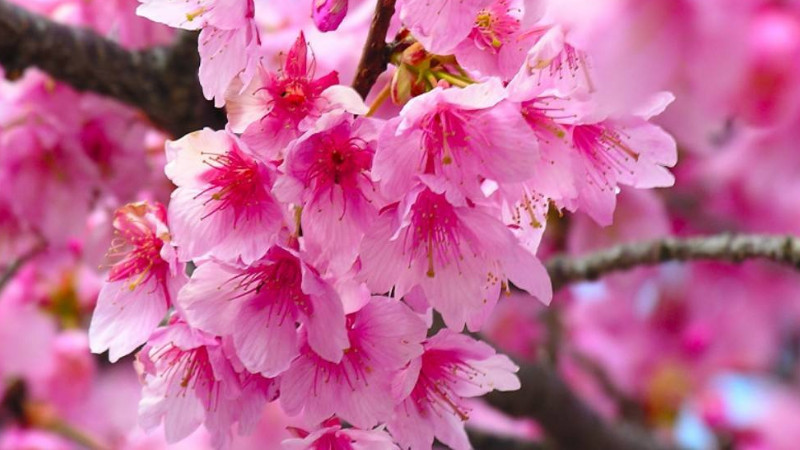 櫻花什么時(shí)候凋謝