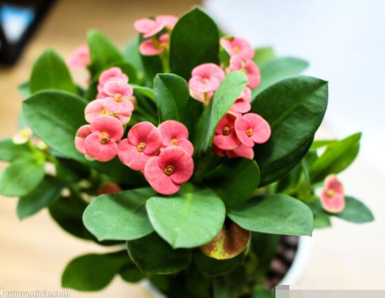 虎刺梅黃葉怎么辦，多半是施肥和修剪不當引起的