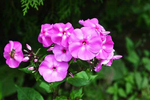 家養(yǎng)天竺葵如何繁殖