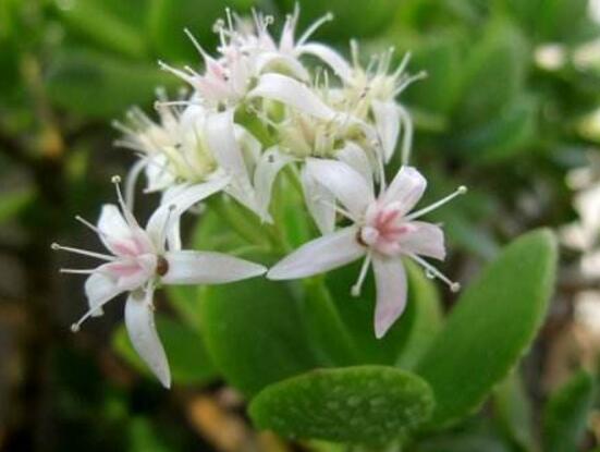 玉樹花幾年開花，掌握五大要點可年年開花