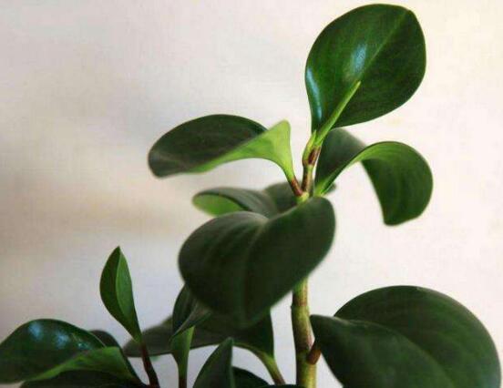 碧玉花怎么修剪，五個(gè)基本步驟修剪更加美觀