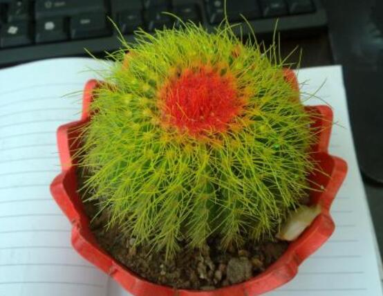 仙人球的作用與功效，美化環(huán)境、凈化空氣