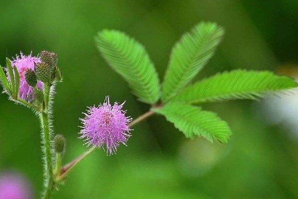 含羞草怎么養(yǎng)