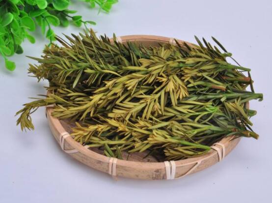 紅豆杉泡水喝的功效，防癌抗癌、增強(qiáng)免疫力、消炎抑菌