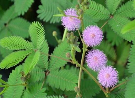 含羞草能在家里養(yǎng)嗎，不適合/頭發(fā)、眉毛嚴(yán)重脫落