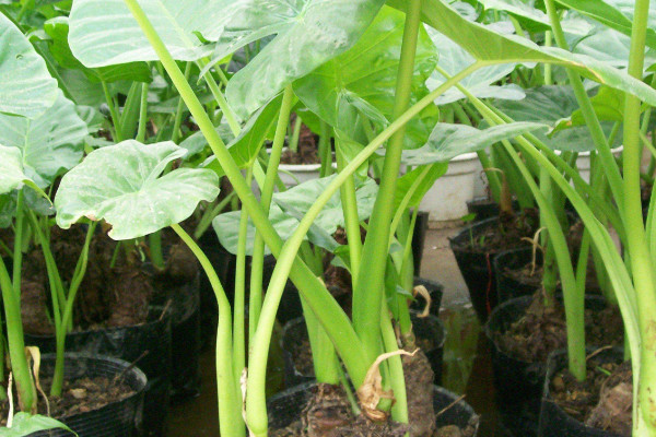 滴水觀音與海芋的區(qū)別