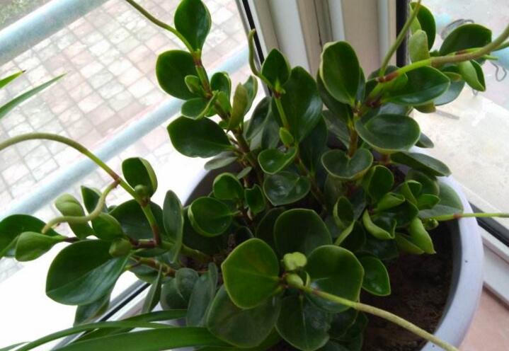 碧玉花的功效與作用，凈化空氣美化居室