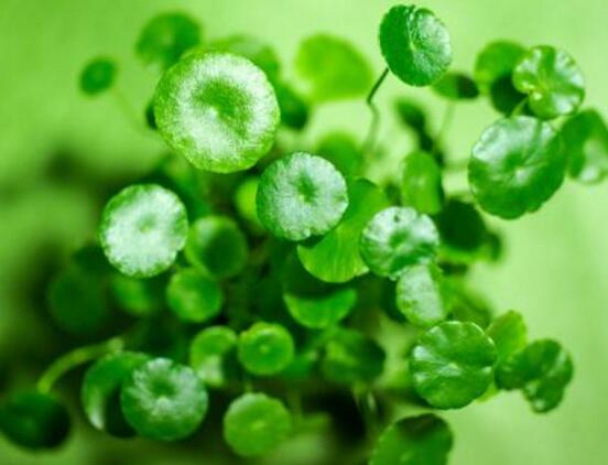 銅錢草怎么繁殖，盤點(diǎn)銅錢草三種繁殖方法(扦插/分株/播種)