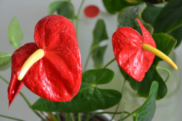 紅掌夏天怎么養(yǎng)